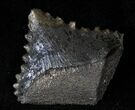 Bizarre Edestus Shark Tooth In Jaw - Carboniferous #15922-1